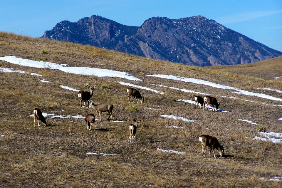 Deer grazing on hillside with few snow patches at Rocky Flats National Wildlife Refuge in Colorado.